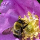 29 csodálatos felvétel a méhekről