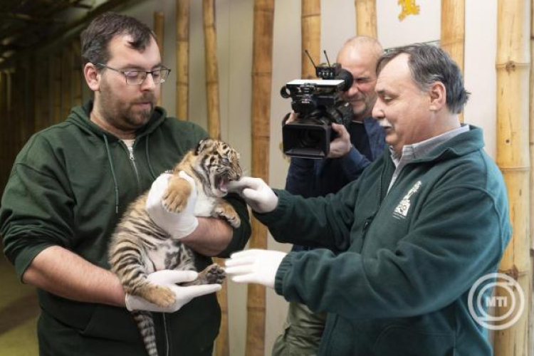 Lemondásra szólította fel a Nyíregyházi Állatpark igazgatóját a Fidesz, mivel ő lesz a Tisza jelöltje