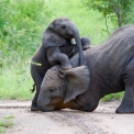 Vicces elefánt fotók, amik jókedvre derítenek