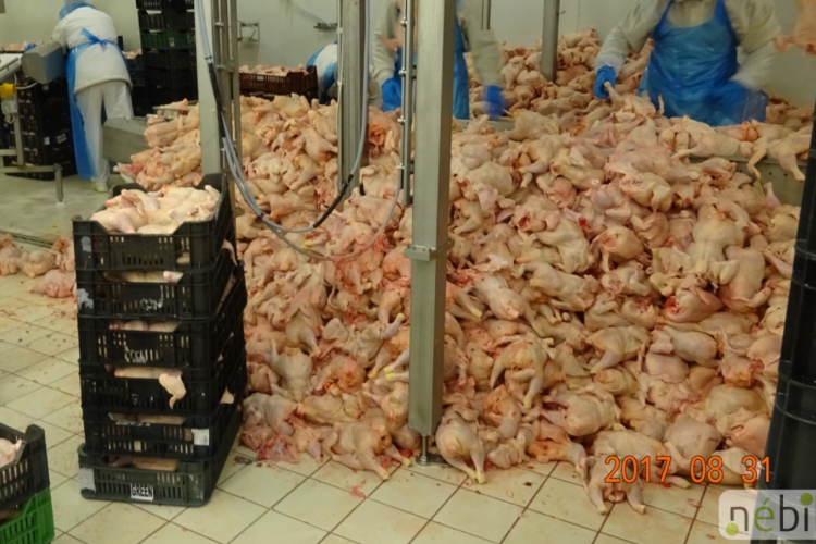 Felfüggesztette egy vágóhíd működését a Nébih - Videón, hogy miért!