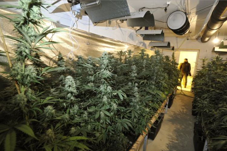 Óriási kannabiszültetvényt számoltak fel a rendőrök Remeteszőlősön