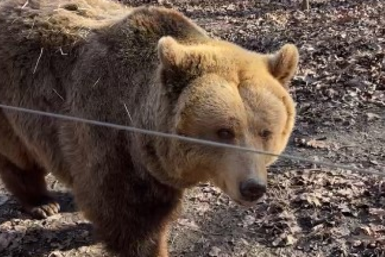 Előbújtak a medvék a Szegedi Vadasparkban