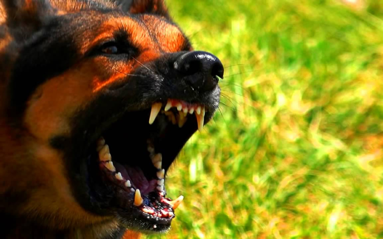 Gyerekre uszította a kutyáját egy nő Hajdúsámsonban