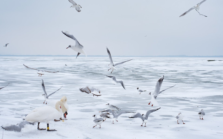 Jegesedésnek indulhat a Balaton