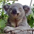 30 szuper cuki állati mosoly, ami a te napodat is bearanyozza