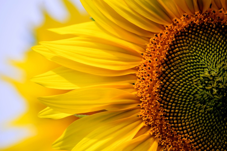 Tavaly minden idők második legjobb napraforgó termésátlagát értük el