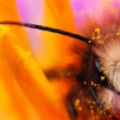 29 csodálatos felvétel a méhekről