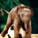 Vicces elefánt fotók, amik jókedvre derítenek