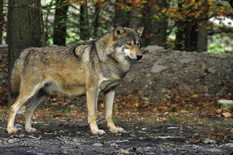 Valószínűleg farkas nyomát találták meg a Börzsönyben