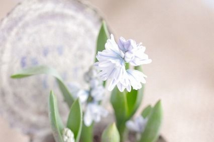 Tavaszváró virágpompa a lakásban – 65 káprázatos ötlet