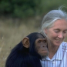 Megható képek a világhírű csimpánzkutató életéből