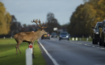 Baleset-megelőzési bizottság: kezdődik a vadak párzási időszaka, fokozott óvatosságra van szükség az utakon