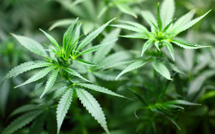 Egymás szomszédságában termesztett kannabiszt egy testvérpár Nógrádban