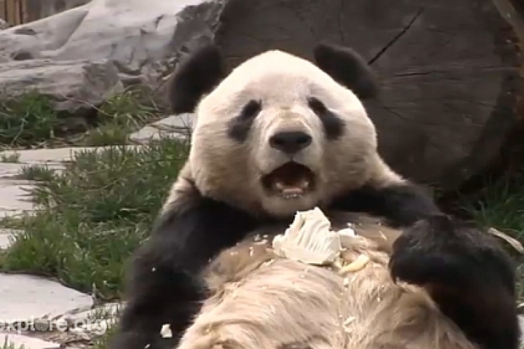 Aranyat érhet a bioüzemanyag termelésében a pandák ürüléke