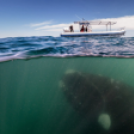 21 kalandos fotó, ami instant teleport a víz alatti világba