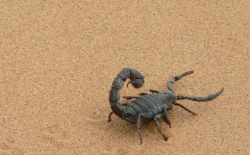 Több mint 430 millió éves skorpiókat azonosítottak kutatók