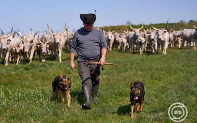 Kihajtási ünnep, kézművesvásár és világörökségi pusztanap a Hortobágyon