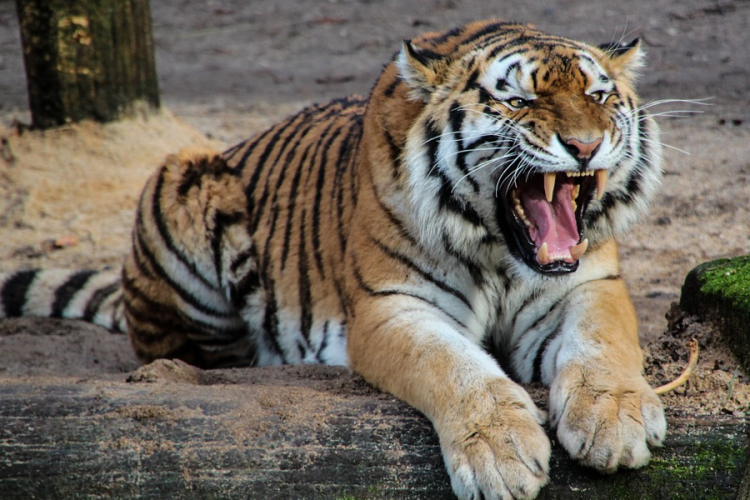 Embert ölt egy tigris Angliában