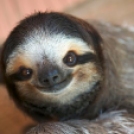 30 szuper cuki állati mosoly, ami a te napodat is bearanyozza