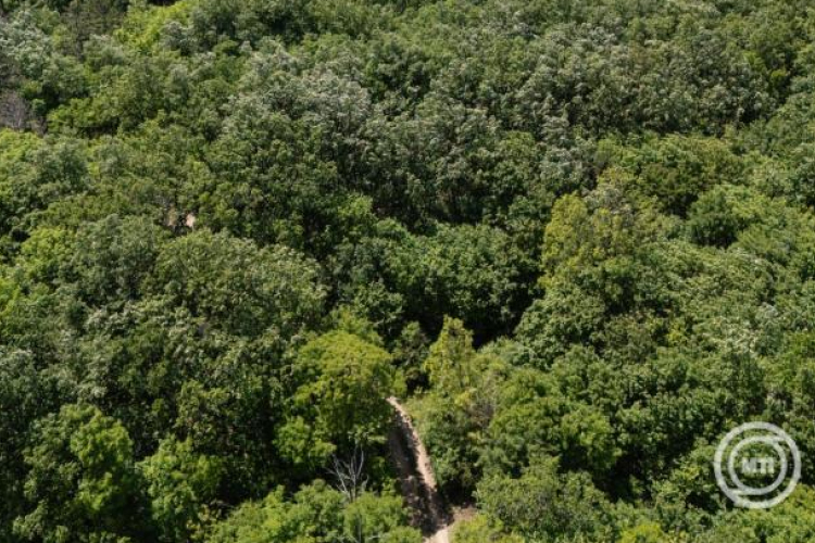 Csaknem 4 millió köbméterrel nőtt tavaly Magyarország élőfakészlete