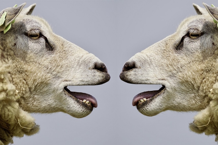 Fotó alapján is képesek felismerni az emberi arcot a juhok