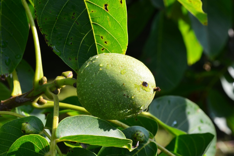 Jobb diótermésre számítanak a termelők, mint tavaly